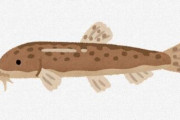 【画像】ふぅん、これがドジョウ料理か・・・