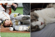 巨人・高梨が猫の画像をアップ → 阪神ファン「近本と同じポーズをさせるな！」