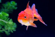 金魚飼い始めたばかりの初心者なのですが 食欲がすごくありすぎて糞の量も半端じゃない位しています。