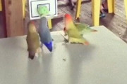 今インコのバスケットボールが熱い！華麗なシュートをキメるコザクラインコたち