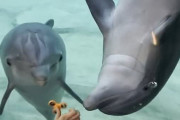【かわいい】米水族館のイルカさん、今更ハンドスピナ―にハマるｗｗｗｗｗ