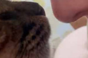 ネコの鼻にそっとキスをしてみる。するとどうなるの？ → 猫はお返しをしてくれます…
