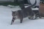 ネコが庭に出てきた。地面には雪が積もっている → 猫はこうなった…