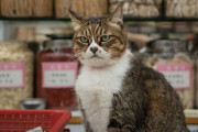 香港の個人店にいる看板猫たち、みんなかわいいと話題に