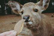 【奈良】奈良公園のシカ、気性が荒くなったのは誰のせい？