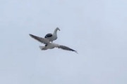 なにこれ動画ｗｗｗ仲間の背中に乗って楽して飛行するカモメが撮影されるｗｗｗ