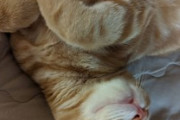 うちのネッコ、夜でも可愛くて草（※画像あり）