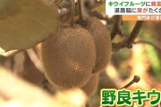 愛媛で「野良キウイ」が大量発生