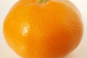 海外「寒さに強いうえにジューシーで甘い！」海外でオワリ・サツマと呼ばれている日本の温州ミカンに対する海外の反応