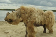 【スゲェ】数万年以上前の氷河期に生息していた『ケブカサイ』、永久凍土の中からほとんど無傷で発見される