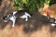 【ねこ画像】柴犬さんとお散歩中の猫さん…とても楽しんでるご様子ですねwww