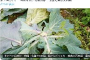 【沖縄】キャベツ泥棒か　名護で400個、畑からごっそり　被害20万円超　農家「悔しい」　特殊な包丁を使用か　全国で葉野菜高騰