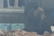 クマ｢スルメうめえwwww｣