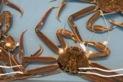 【海洋熱波】アラスカでズワイガニが史上初・禁漁に…「100億匹がいなくなった」