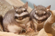 【日本で唯一】埼玉県こども動物自然公園にしかいないチンチラの仲間『ビスカチャ』の仲良しカップルに衝撃の事実が発覚するｗｗｗｗｗｗｗｗｗｗｗ