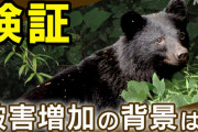 「クマ被害増加の背景にメガソーラー？」根拠不明の情報に注意