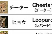 ヒョウってパンサーだと思ってた。レパードなんだな