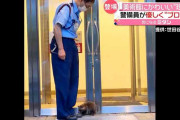 都内の美術館にタヌキの赤ちゃん 警備員が優しくブロック