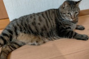【画像】うちのキジトラ猫、10.5kg…これはかなりぽっちゃりさんwww