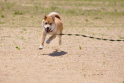 【柴犬画像】わんこと躍動感【再】