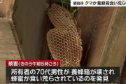 【山形】クマの仕業か!?メロン畑で養蜂箱が壊される