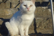 【ねこ画像】 おそとのシロネコ、うとうと・・・ ほか