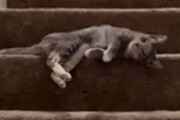 うちのネコが階段の途中で横になっていた。下り方は自由だ！ → まったり猫はこうします…