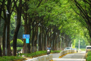 中国のとある街、街路樹カバー率は88%