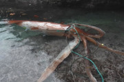【島根】生きたダイオウイカが漂着！冷凍保存されました