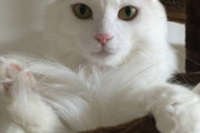 【ねこ画像】エアベッドで爪研ぎをして空気を抜いてしまった猫さん…只今、反省中ですwww