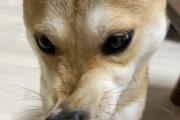 犬「ジューシー！！！！ジューシーやで！！！！！これは！！！！！」