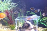 「猫が魚を下から見回せる水槽を作ったよ…」→興奮が止まらない