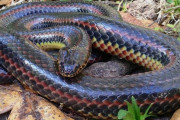 虹色模様のヘビ、５０年ぶりに発見　米フロリダ州