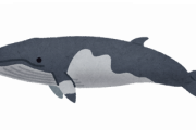 クジラ怖すぎて草