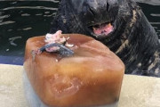 31歳の誕生日を迎えたハイイロアザラシ、フィッシュケーキを前にとろける笑顔（イギリス）
