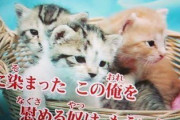 猫が戦う格闘技、ネコンドーをテーマにした漫画描いていいか？