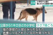 猫の死骸、切断され小学校に吊るされる