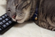 【ねこ画像】リモコンを枕に・・・、ランプの点滅が気になる ほか