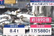 漁師さん、イワシをめちゃくちゃ獲りまくってしまう