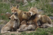 子だくさんなキツネのお母さん、１匹で13匹の子供の育児に奮闘中（アメリカ）
