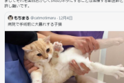 【炎上】もちまる日記、病院で暴れる猫をエンタメとしてネタにし獣医師ブチギレ