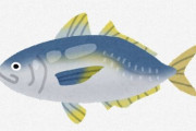 【魚】“アジの王様”高級魚「シマアジ」　長崎市の新たなブランド魚に