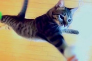【動画】 ネコのジャンプ力はスゴイな【再】