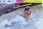 【悲報】お笑い芸人、スッキリ春日のペンギン池落下の件で「水」に近づきにくくなりそうｗｗｗｗｗｗｗ