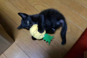 子猫を見に来てちょうだい。黒猫よｗｗｗｗｗｗｗｗｗ