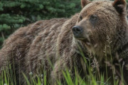 【知床】登山道に一時残置した荷物をヒグマに物色される事案発生