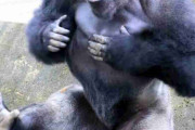 ゴリラが気になる