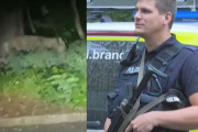 ドイツの首都ベルリン郊外にライオン出没？…警官100人態勢で捜索、ヘリやドローンも出動！