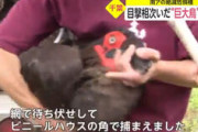 【悲報】千葉の大鳥さん、無事捕獲されてしまう…