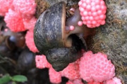 【動画】ジャンボタニシの産卵風景がキモいと話題に。